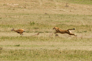 cheetah